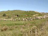 NZ Sheep