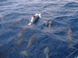 dolphins