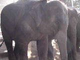 Sri Lanka Elephants