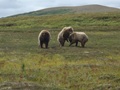 Grizzly Bears