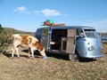 Mexico Cow in the Mirror