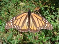 Mexico Monarchs