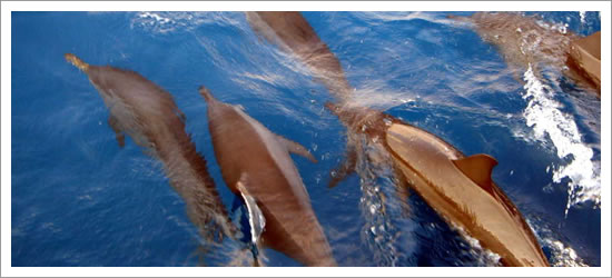 Indian Ocean Crossing