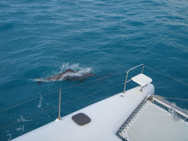 Dolphin Missing Fin
