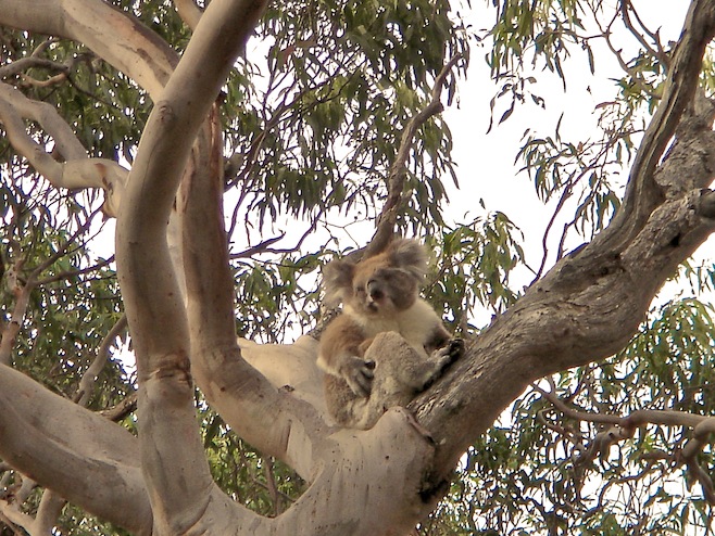Koala Scratching