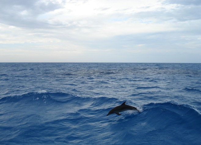Bahamas Dolphin Jump