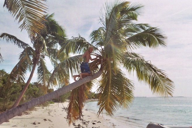 Pat Coconut Tree