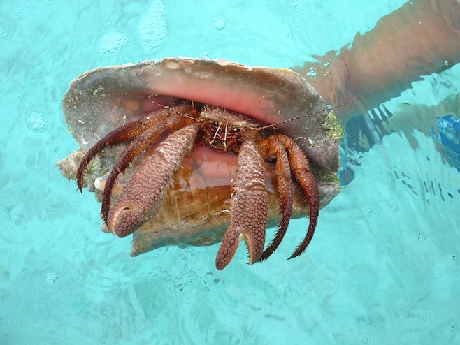 Crab in a Conch