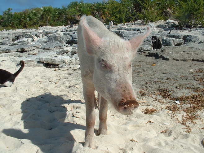 BAH Staniel Cay Pigs4