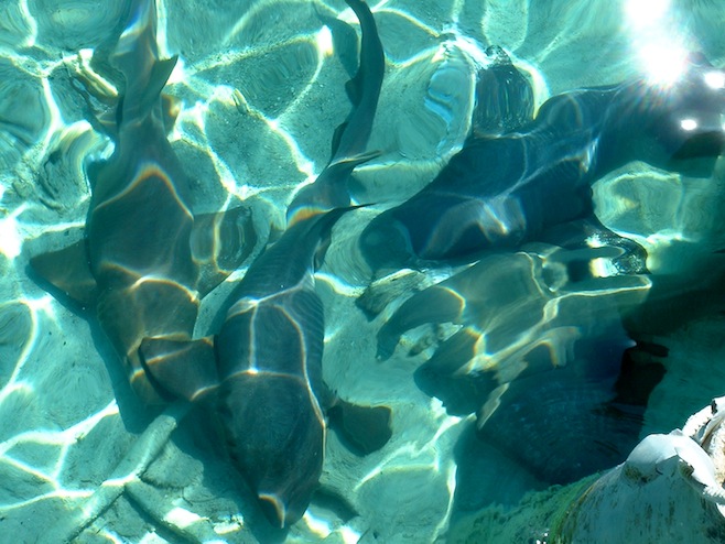 Sharks at Staniel Cay