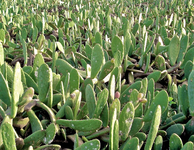 Canary Islands Cactus