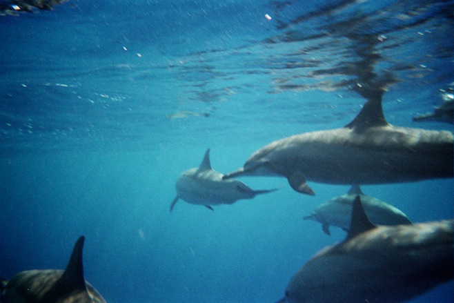 More Dolphins Underwater