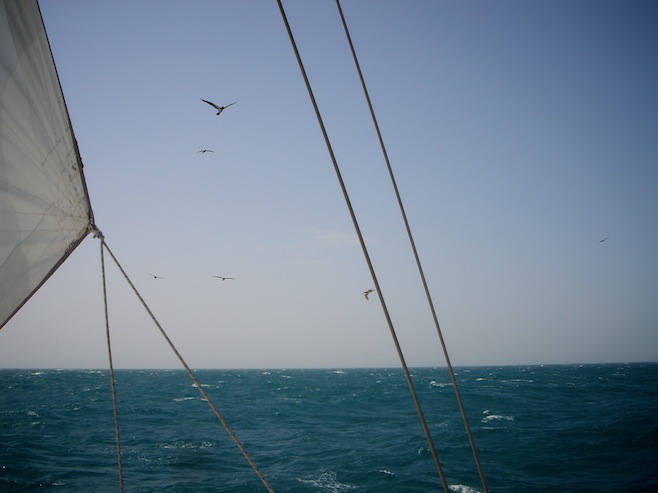 Red Sea Down Wind Sail2