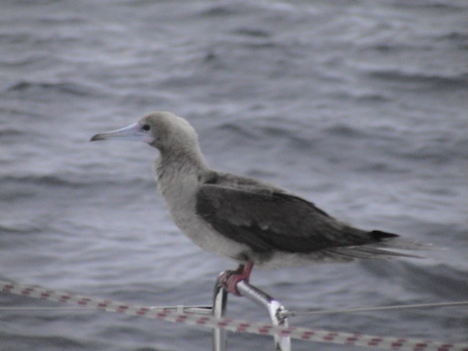 Gal Galapagos En Route Bird Hitchhiking.JPG (99011 bytes)