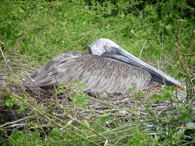 Gal Galapagos Pelican Nesting.JPG (253147 bytes)
