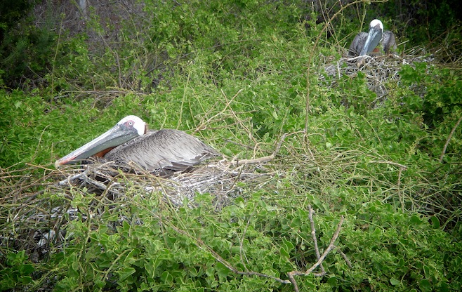 pelican nesting