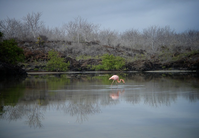 Gal Galapagos Pink Flamingo.JPG (111847 bytes)