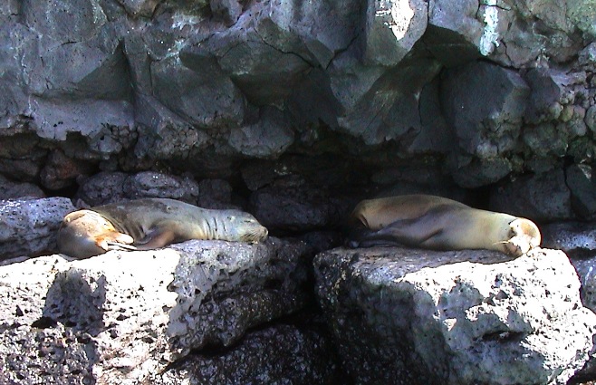 sea lions in anchorage