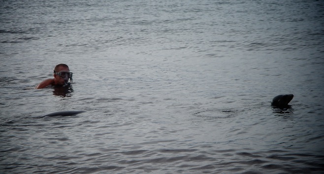 swim sea lion