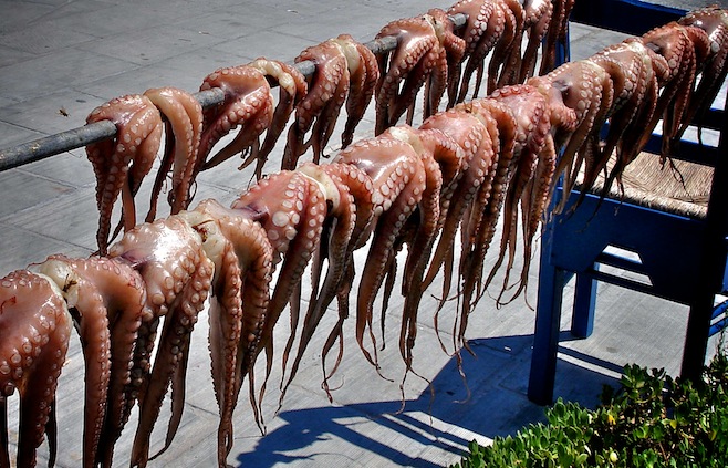Drying Octopus