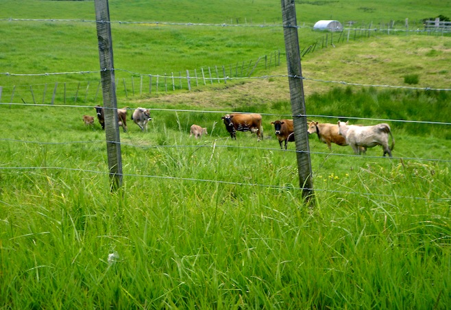 NZ Northland Cows2
