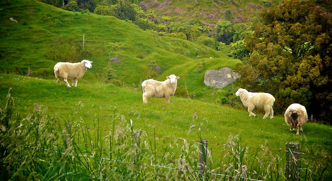 NZ Raglan Sheep