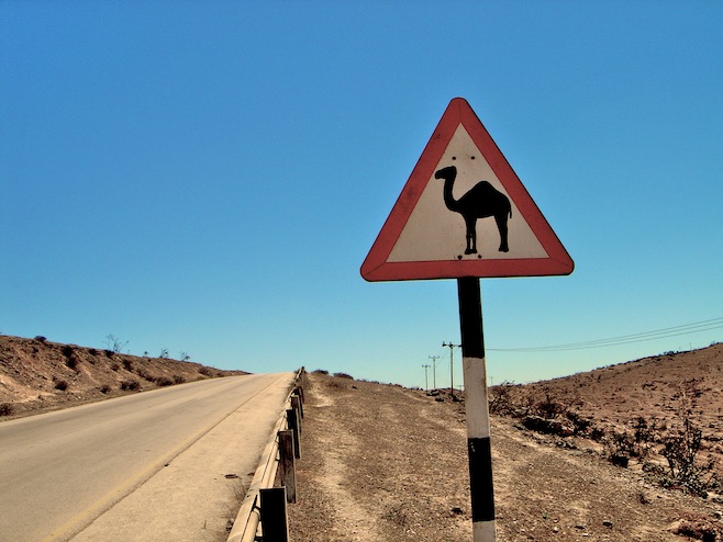Oman Camel Sign