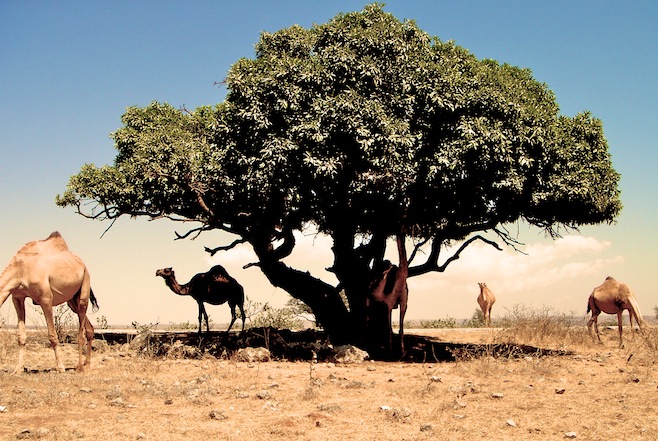 Oman Camel Tree
