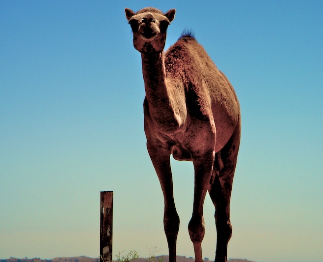 Oman Camel