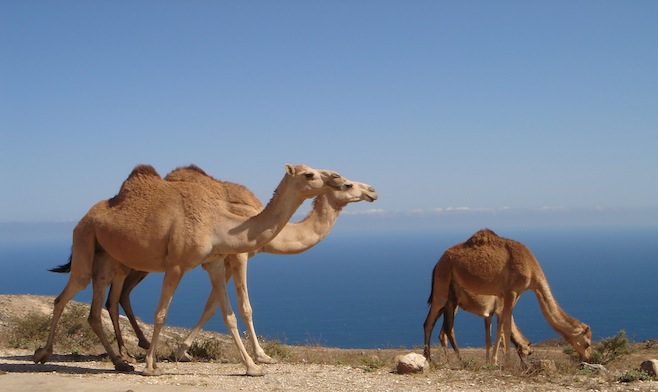 Oman Camels2