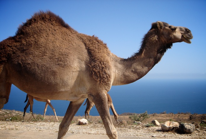 Oman Camels3