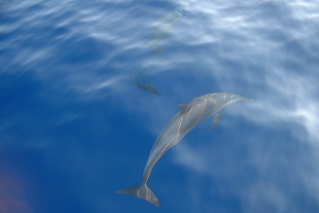 Panama En Route Spotted Dolphins1.JPG (150804 bytes)