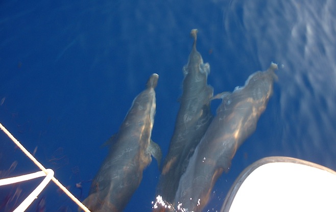 Panama En Route Spotted Dolphins3.JPG (110034 bytes)