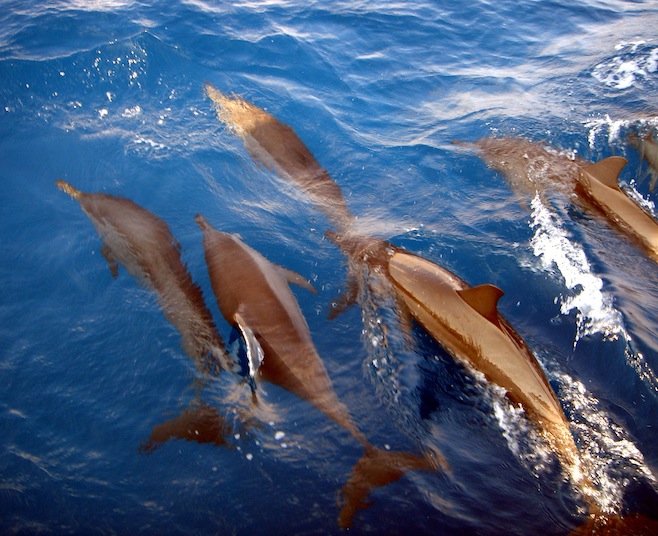 Indian Ocean Dolphins