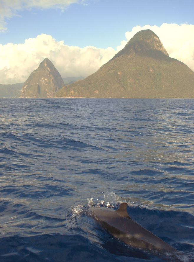 St. Lucia Dolphins