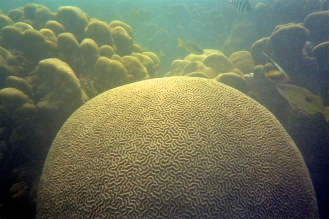 Sudan Brain Coral