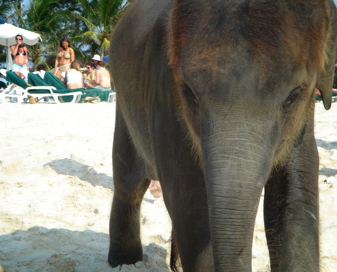 Beach Elephant