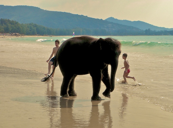 Beach Elephant2