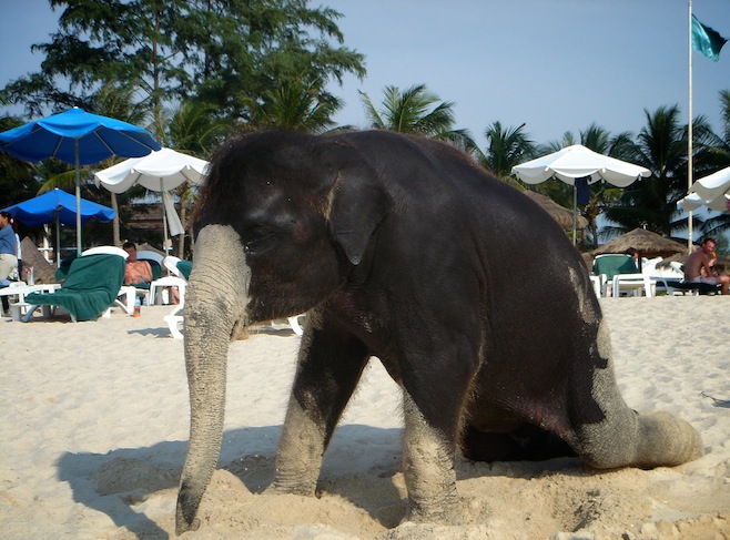 Beach Elephant3