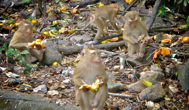 Phuket Monkeys