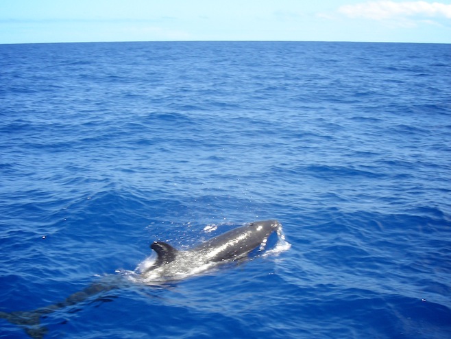 Tonga En Route False Killer Whale.JPG (115421 bytes)