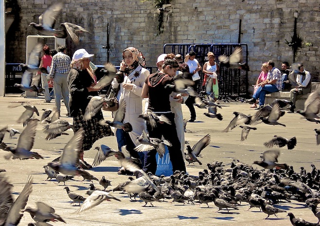 Istanbul Pigeons