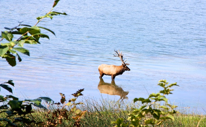 CA Elk in Pond2