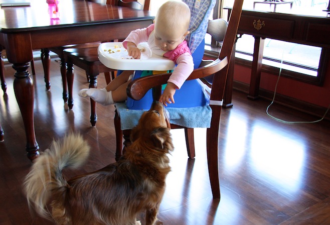 Feeding the Dog