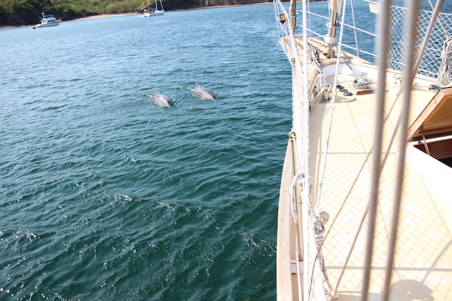 Dolphins in the Bay