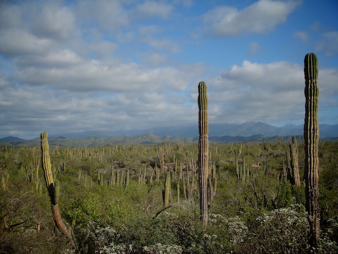 Cactus Fields
