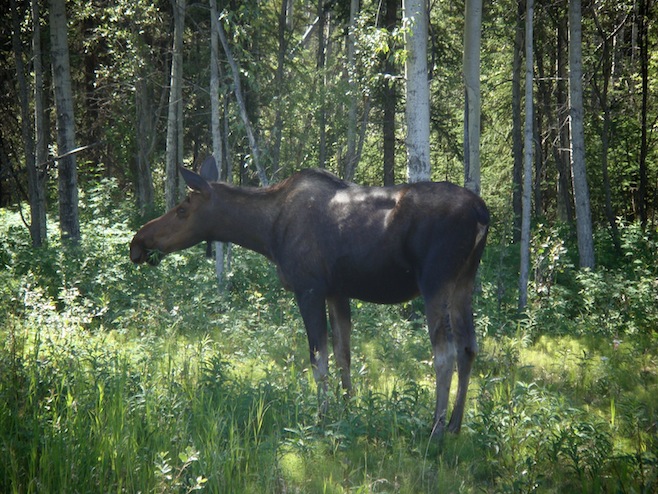 AK Moose