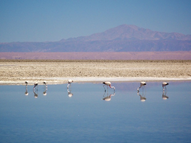 CL Flamingos