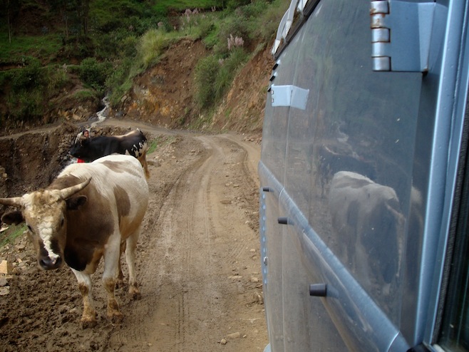 PE Drive to Huaraz Cows