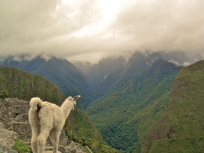 PE Machu Picchu Alpaca